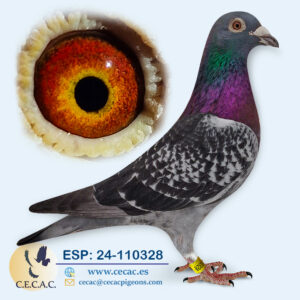 ESP: 2024-110328-M♂   JAC STEKETEE