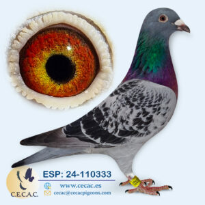 ESP: 2024-110333-H♀ DERBY