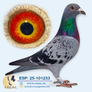 ESP: 2025-101233-M♂ JAN ARDEN/PIET LAZEROMS