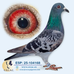 ESP: 2025-104168-H♀ GABY VANDENABEELE