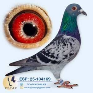 ESP: 2025-104169-M♂   BATENBURG/PIET DE VOGEL