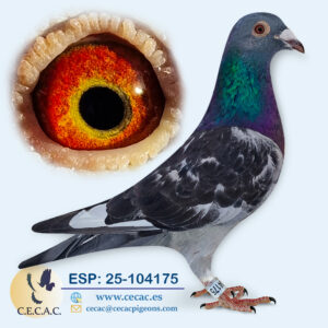 ESP: 2025-104175-M♂  A.P. OVERWATER/JAN AARDEN