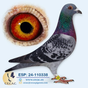 ESP: 2024-110338-H♀ JELLE JELLEMA