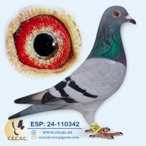 ESP: 2024-110342-H♀   GABY VANDENABEELE