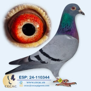 ESP: 2024-110344-H♀   STASSART